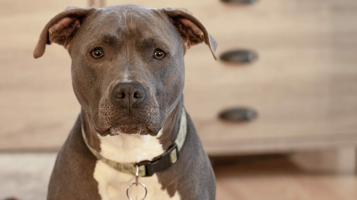 Πίτμπουλ: Η ενδιαφέρουσα ιστορία της πιο παρεξηγημένης φυλής σκύλων στον κόσμο