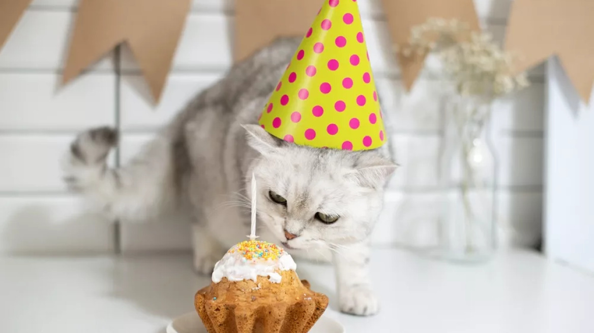 Πώς να φτιάξετε τούρτα γενεθλίων για τη γάτα σας