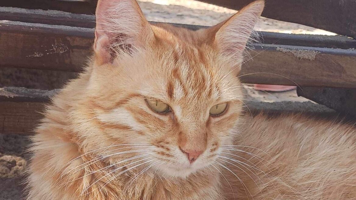 Ο Έλληνας Garfield υπάρχει και σας τον παρουσιάζουμε