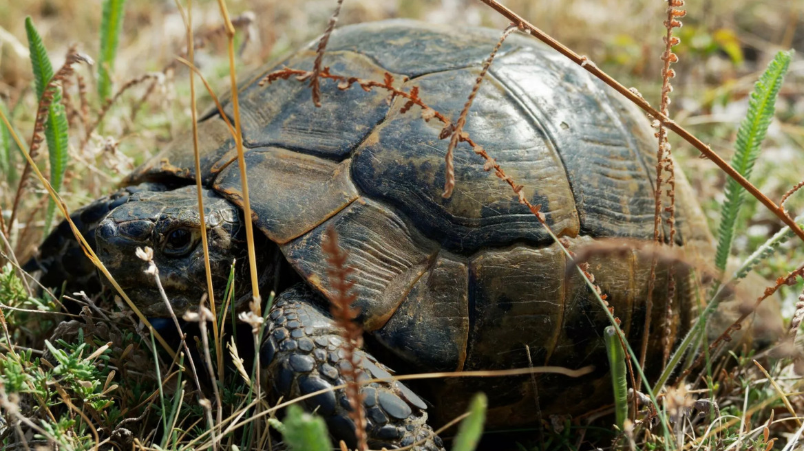 Ποια είναι η ελληνική χελώνα; Μάθετε περισσότερα γι’ αυτό το είδος