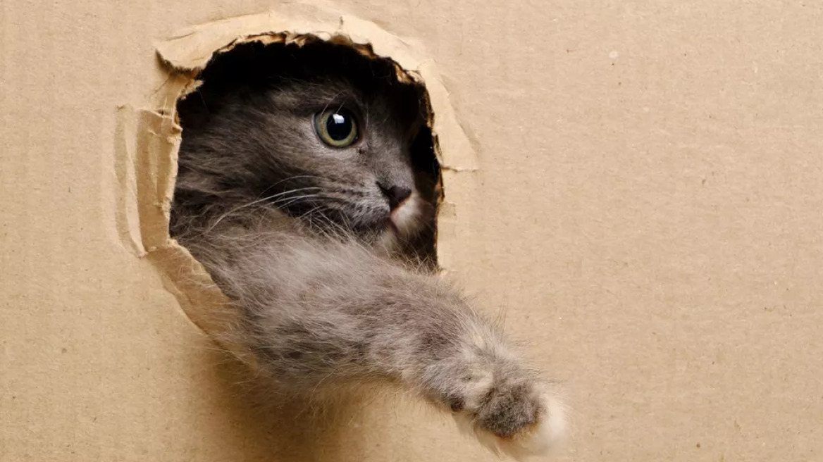 5 DIY απίθανες κατασκευές για τη γάτα σας 