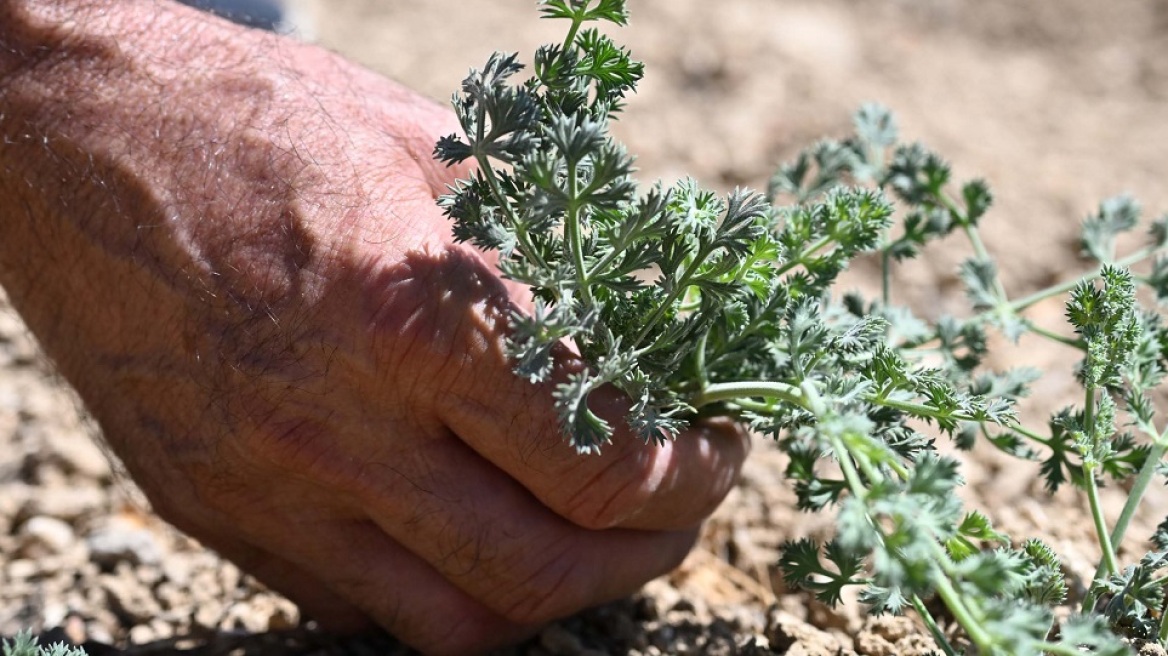 Το τραχανόχορτο και η συνταγή του Χιώτικου τραχανά