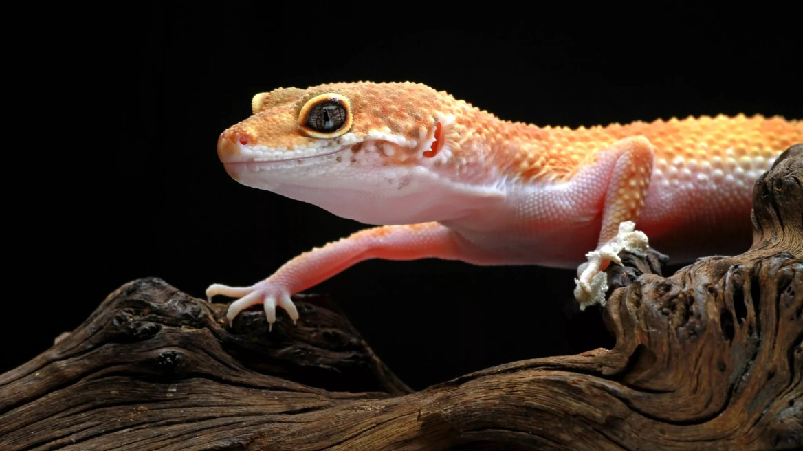 Πώς να φροντίσετε μια σαύρα Γκέκο