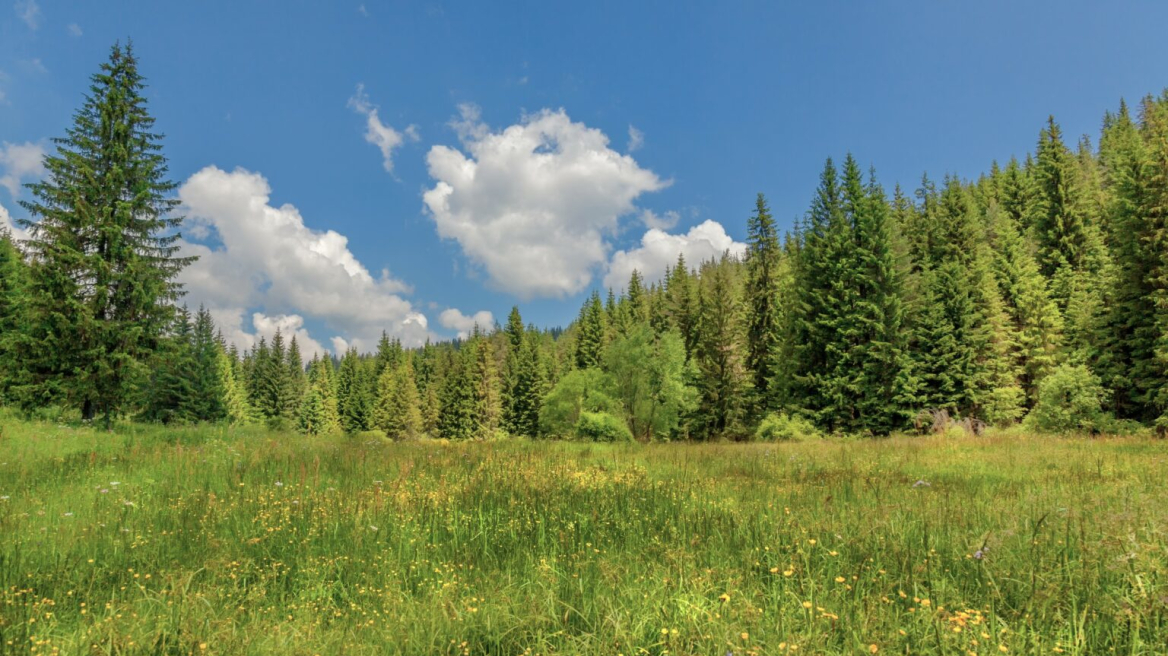Ελατιά Δράμας: Το καταπράσινο δάσος στα βουνά της