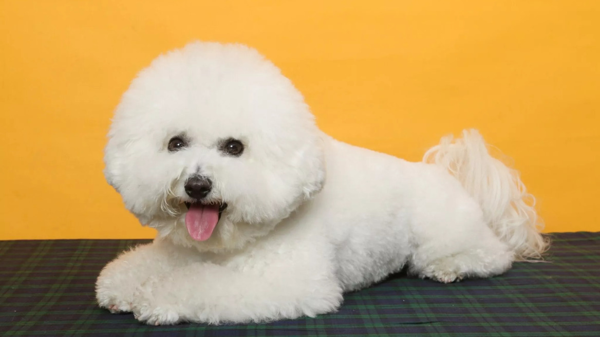 Bichon Frizes: 7 πράγματα που αξίζει να μάθετε για αυτούς τους μοναδικούς σκύλους