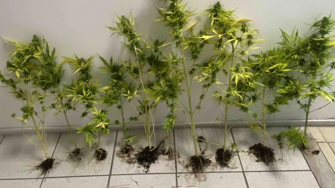 Πιερία: Συνελήφθη άτομο  που καλλιεργούσε δενδρύλλια κάνναβης στο μπαλκόνι του  - Φωτογραφίες