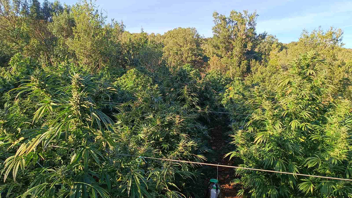 Είχαν φυτεία με 165 δενδρύλλια κάνναβης κοντά σε αρδευτικά κανάλια στη Θεσσαλονίκη - Δείτε βίντεο
