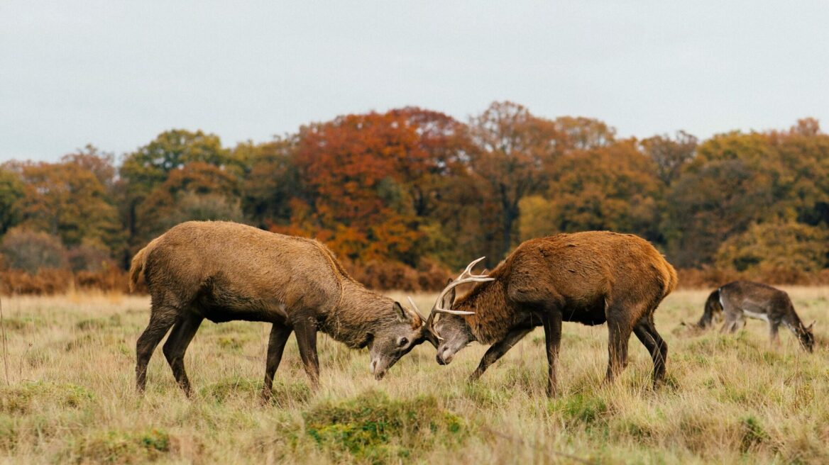 Κόκκινο ελάφι: Ο πρωταγωνιστής της αρχαίας παράδοσης που κινδυνεύει από εξαφάνιση