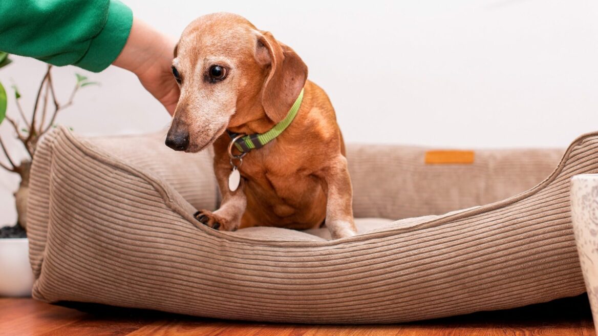 6 στενάχωρα πράγματα που μπορεί να κάνει ο ηλικιωμένος σκύλος σας- Πώς να τον βοηθήσετε