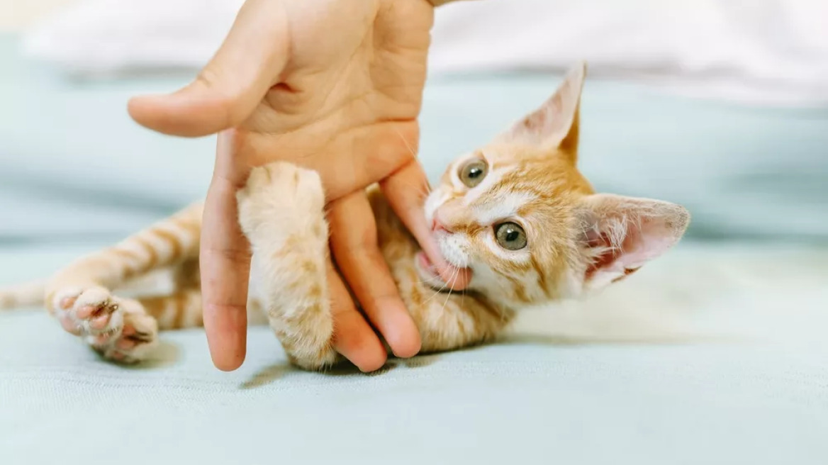 Πώς να σταματήσει να δαγκώνει ένα μικρό γατάκι