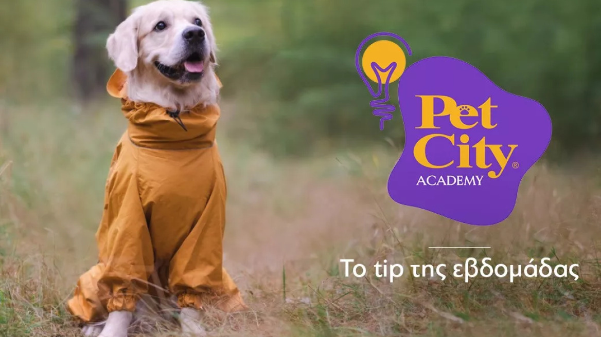 Πώς να κρατήσετε τον σκύλο σας ζεστό και στυλάτο τον χειμώνα