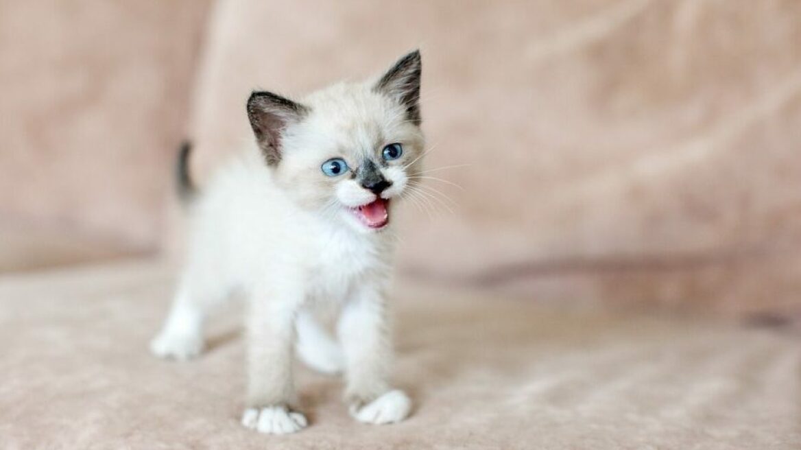 Αυτή η εφαρμογή μεταφράζει τα νιαουρίσματα της γάτας σας