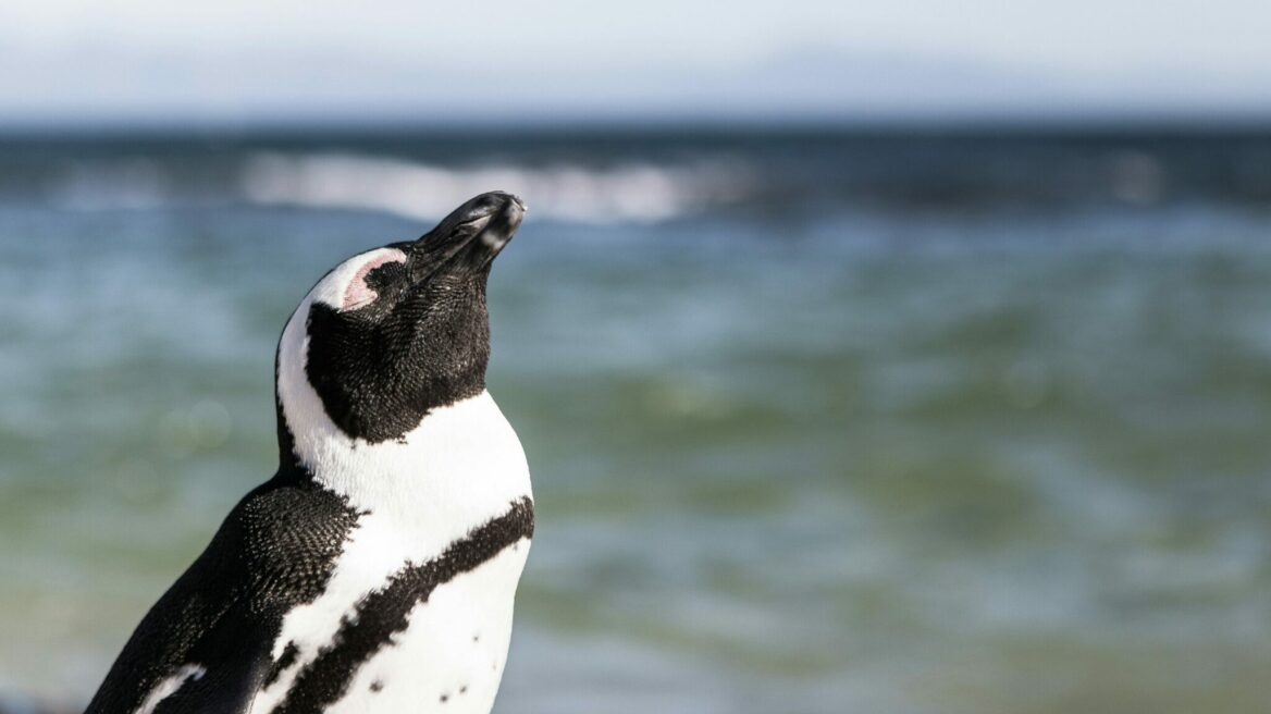 Απίστευτες αλήθειες που δεν γνωρίζατε για τους φανταστικούς πιγκουίνους
