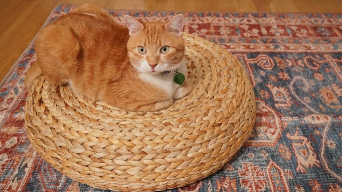 Πώς να καθαρίσετε το χαλί από λεκέδες της γάτας σας