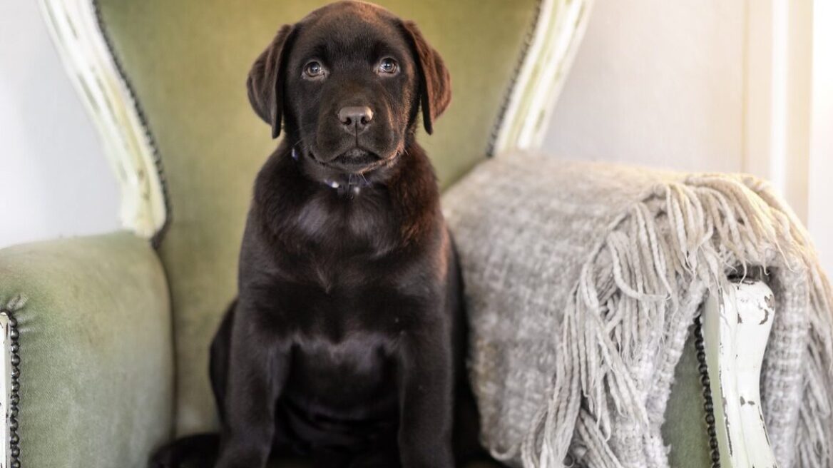 Ποια είναι τα σημάδια επιθετικότητας στον σκύλο – Τι να κάνετε αν τα παρατηρήσετε