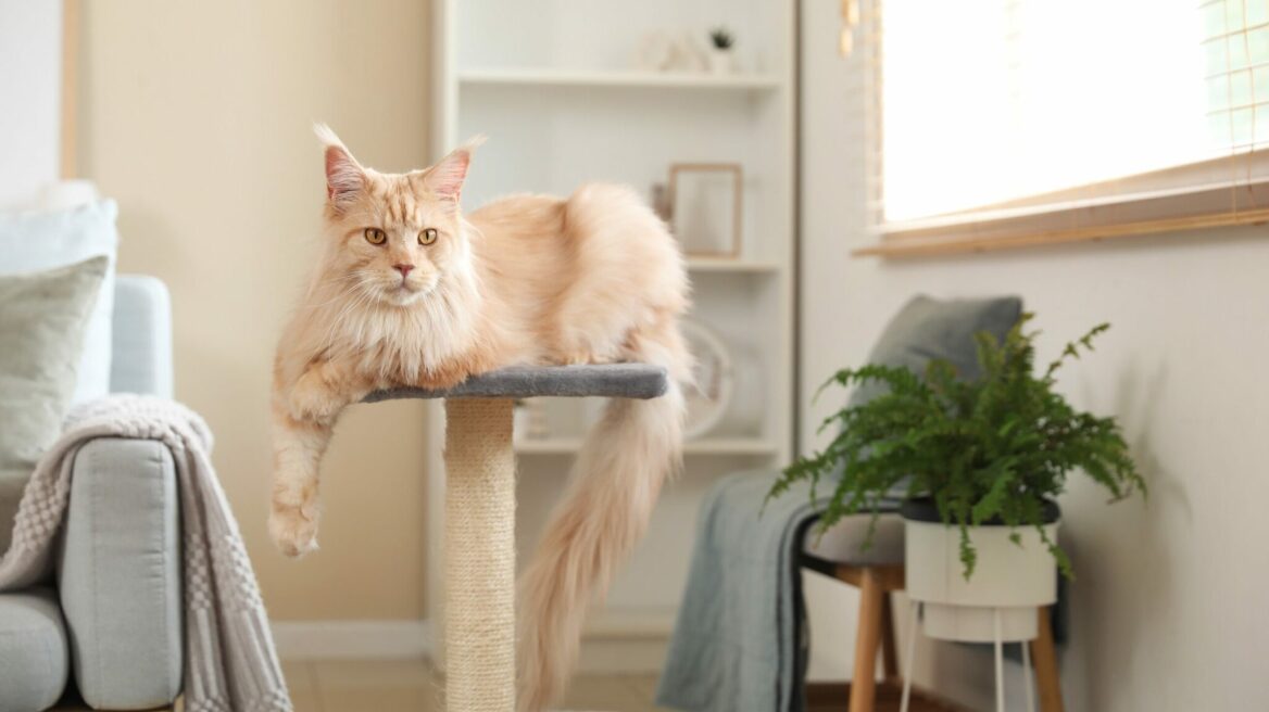 Κουνάει η γάτα σας την ουρά της όταν της μιλάτε; Δείτε για ποιους λόγους το κάνει αυτό