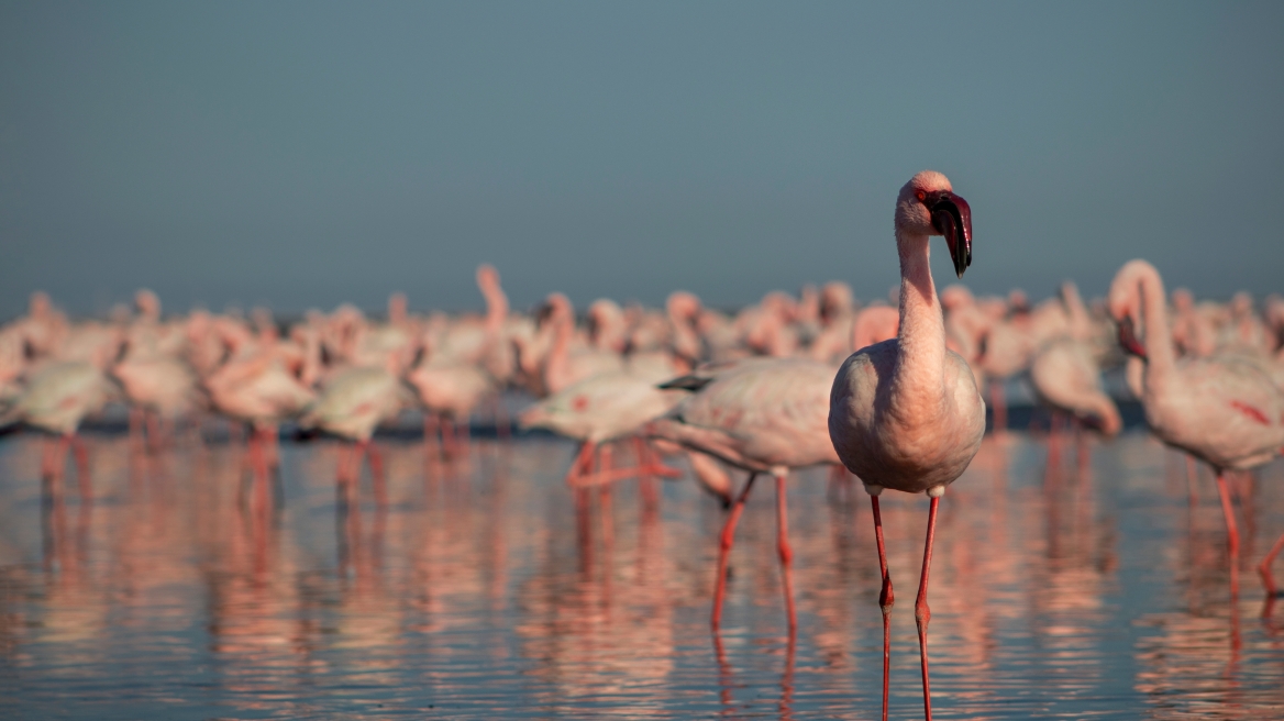 O σπάνιος επισκέπτης από την Αφρική που έφτασε στην λιμνοθάλασσα Καλοχωρίου