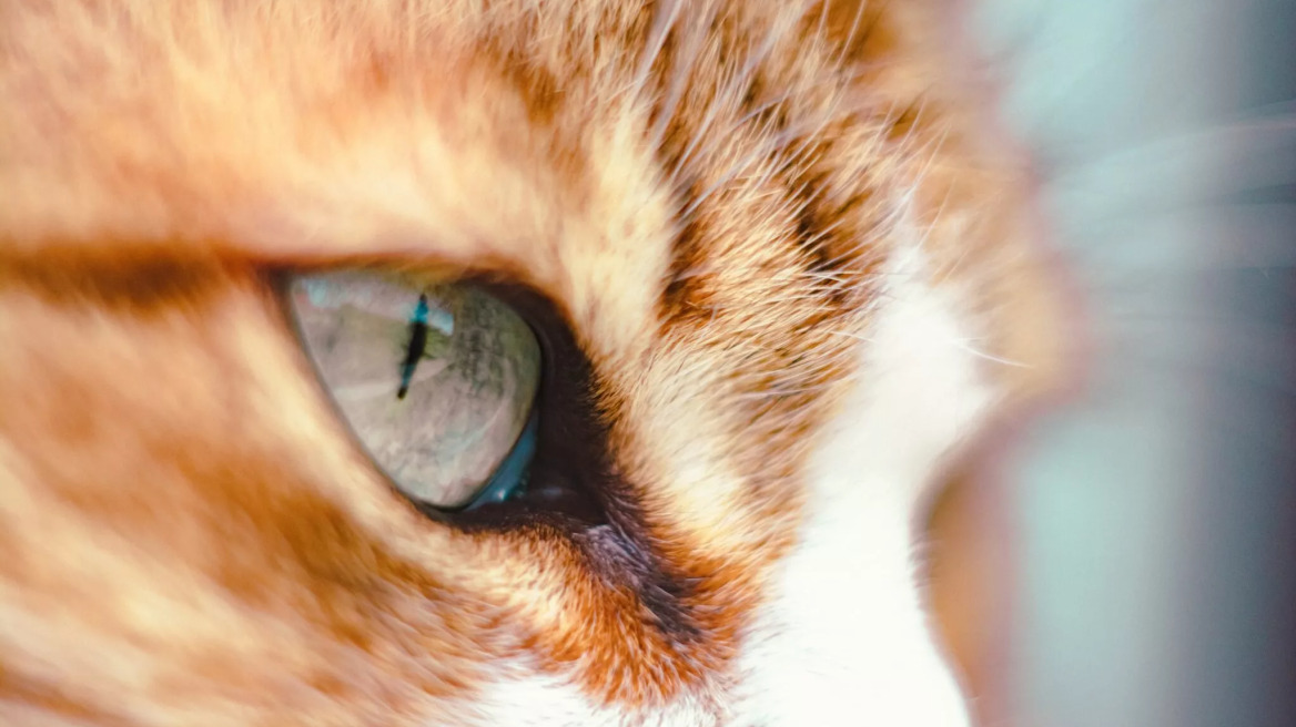 Να γιατί οι κόρες των ματιών της γάτας είναι κάθετες