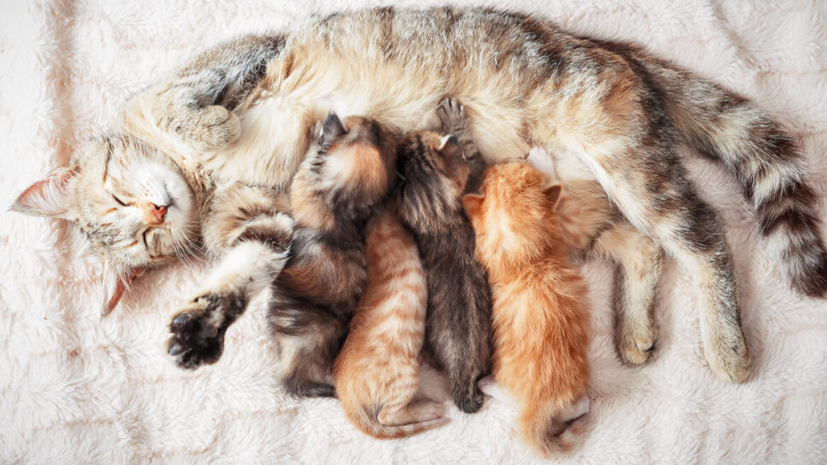 Πώς φροντίζει η μαμά γάτα τα μωρά της; Δείτε πώς μπορείτε να βοηθήσετε