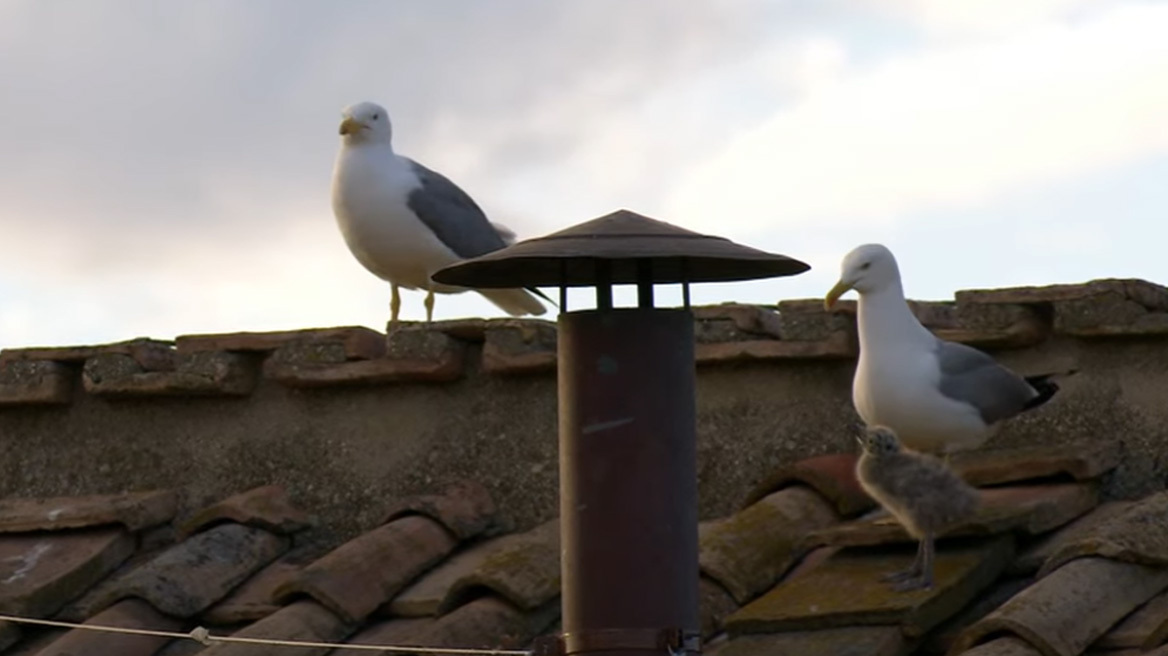 Οι γλάροι του Βατικανού: «Δεκαπέντε λεπτά δημοσιότητας» σε παγκόσμια τηλεοπτική μετάδοση