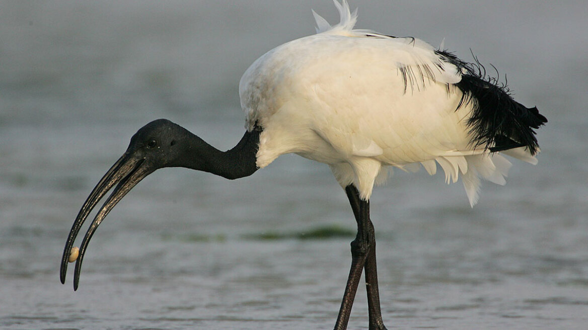 Η εισβολή της ιερής ίβιδας στην Ευρώπη ανησυχεί τους ειδικούς