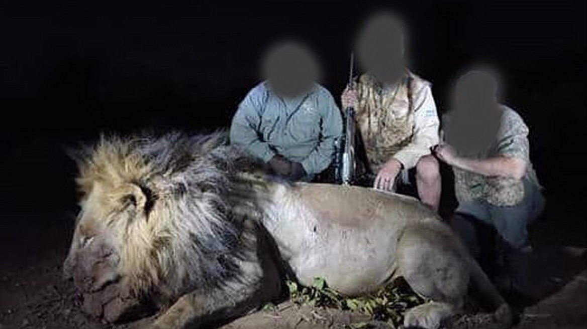 Θύμα κυνηγών για 35.000 λίρες έπεσε το λιοντάρι-σταρ Μπλόντι
