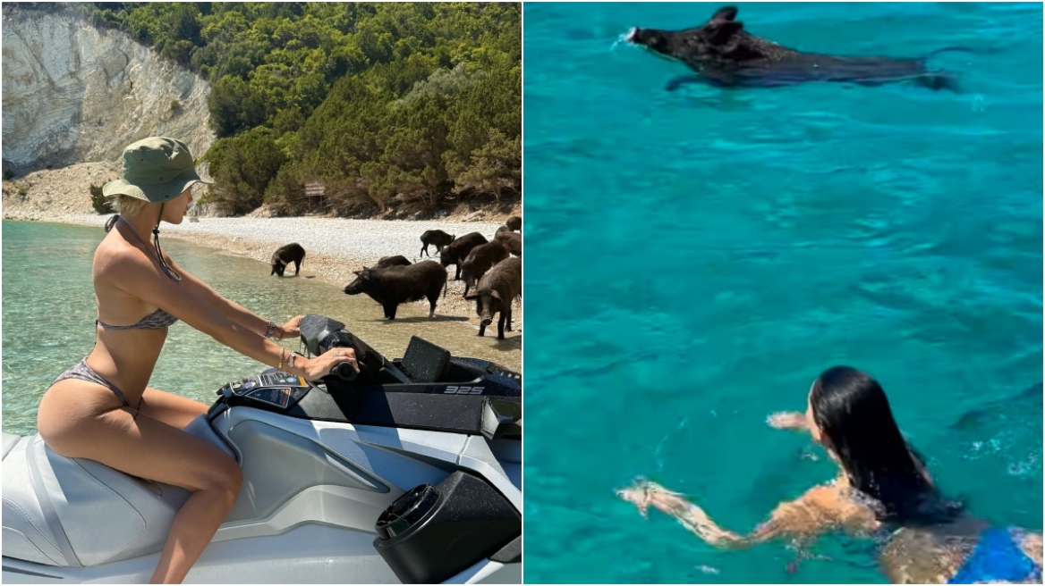 Παναγιώταρου και Αλεξανδράκη βρήκαν... γουρούνια στη θάλασσα