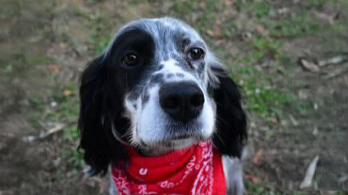 Άνδρας κατήγγειλε τη δολοφονία του σκύλου του από άγνωστο στη Χαλκιδική