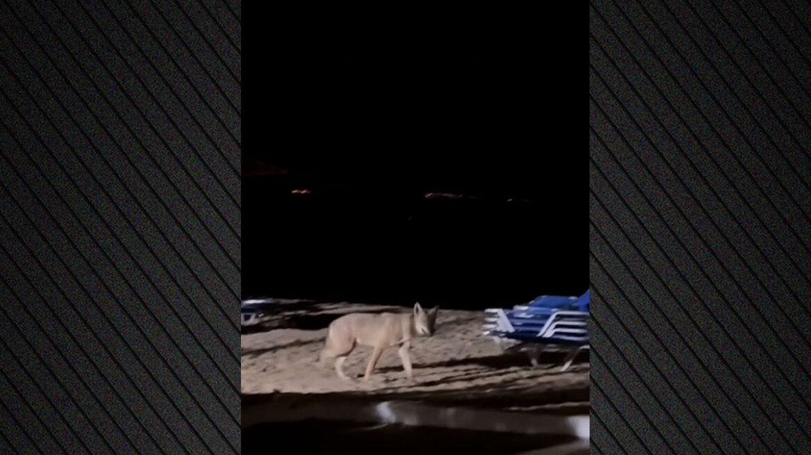 Κάμερες παντού στον Νέο Μαρμαρά για τον λύκο που επιτέθηκε σε παιδί στην παραλία: «Δεν θα στηθούν παγίδες, θα τον αναισθητοποιήσουμε»