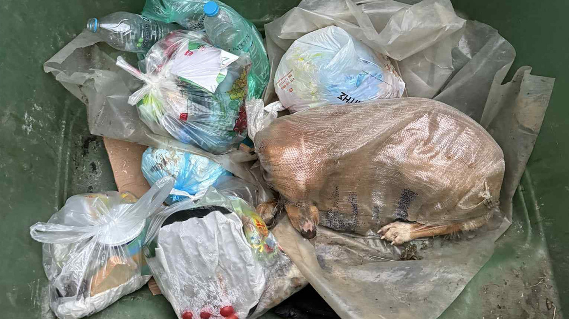 Κτηνωδία στη Μεγαλόπολη: Σκύλος βρέθηκε ζωντανός μέσα σε τσουβάλι σε κάδο απορριμμάτων