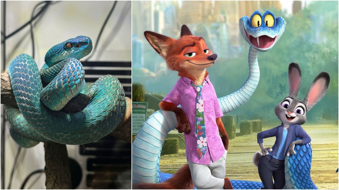 Κίνα: Οι νέοι αγοράζουν δηλητηριώδεις οχιές λόγω της μεγάλης επιτυχίας του «Zootopia 2»