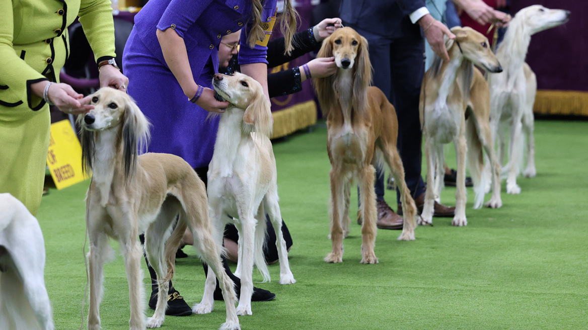 Χιλιάδες σκυλιά, πάνω από 200 ράτσες, ένα βραβείο από το Westminster Kennel Club που έφτασε τα 150 χρόνια, δείτε βίντεο και φωτογραφίες
