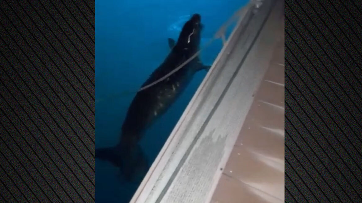 Εμφανίστηκε φώκια κοντά σε πλωτή προβλήτα στο λιμάνι του Άστρους, δείτε βίντεο