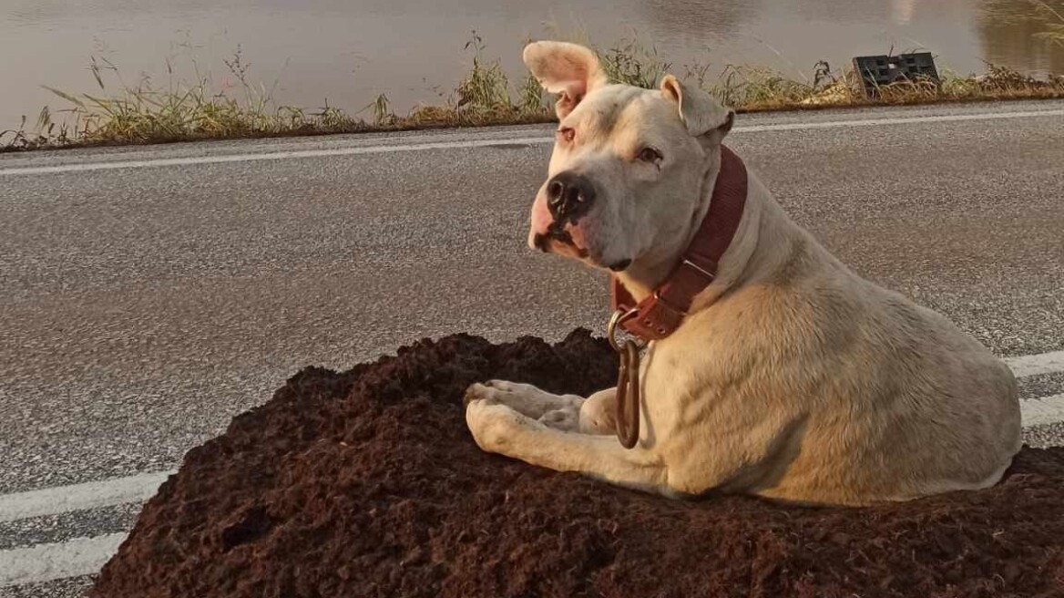 Βρέθηκε ο κηδεμόνας του σκύλου που περίμενε στην πλημμυρισμένη γέφυρα του Καραβόπορου