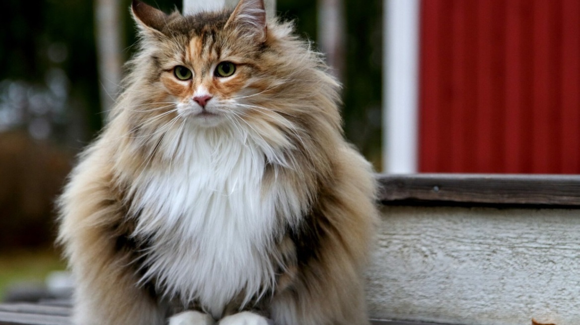 Ποια είναι η ηλικία της γάτας σας σε ανθρώπινα χρόνια; Πώς να την υπολογίσετε