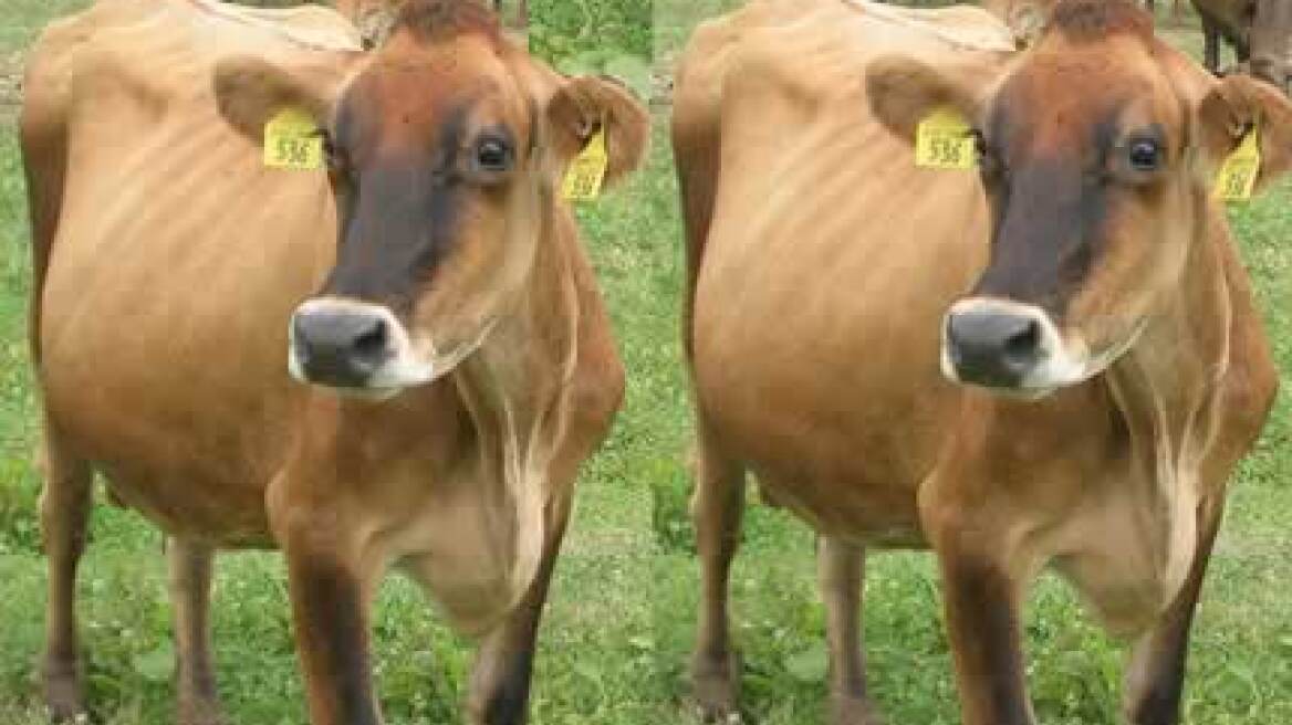 Κυρ. Μητσοτάκης: Η τρόικα ζητά 15.000 απολύσεις ως το 2014