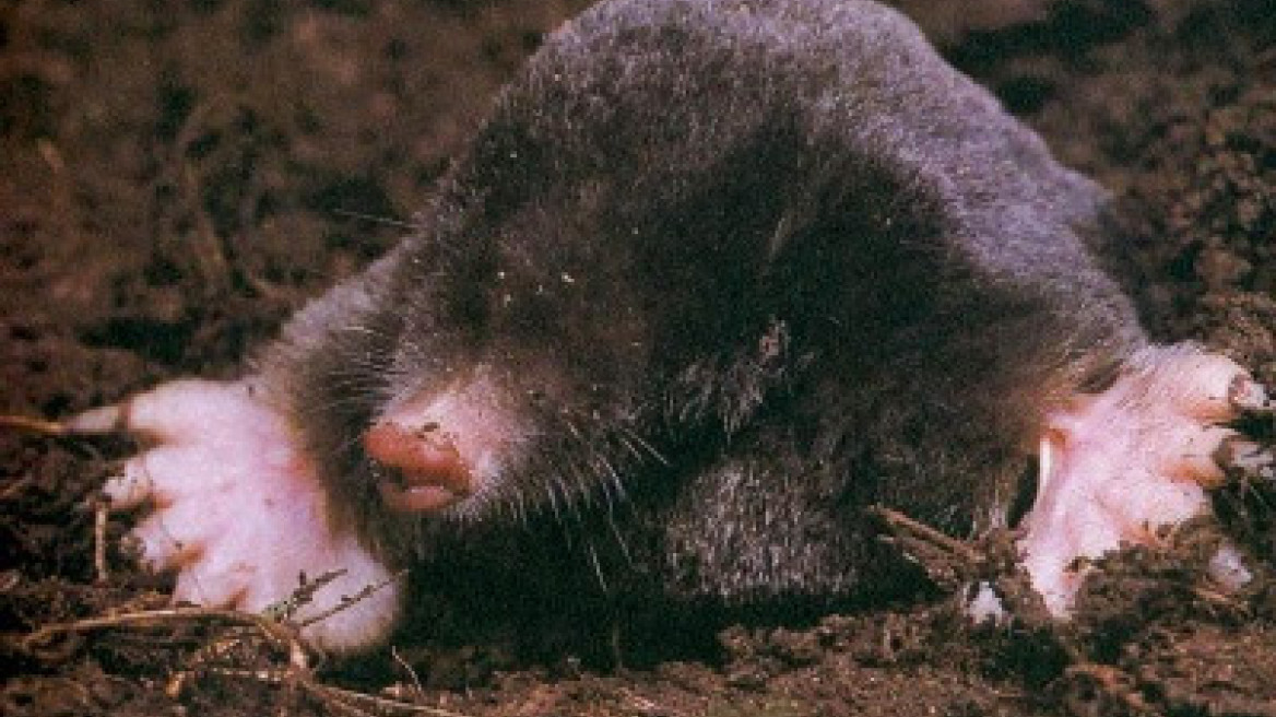 ΠΑΟΚ: Η «καυτή» ατζέντα του Ιβάν