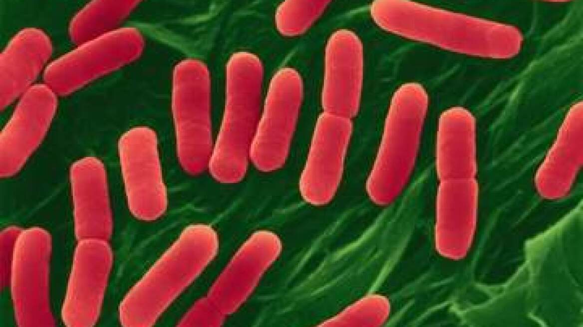 Επικίνδυνο κολοβακτηρίδιο "χτυπάει" καρδιά και νεφρά