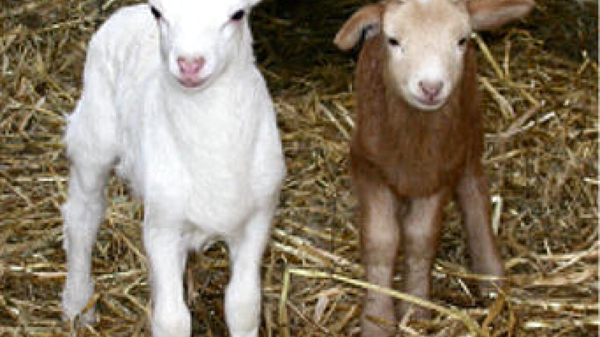 Και αντιπαράθεση Ιερώνυμου με Χρυσή Αυγή