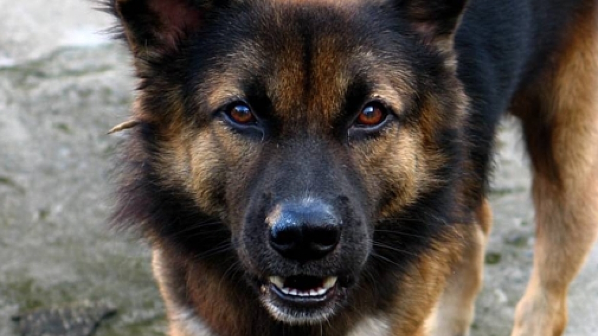 Boιωτία: Τρελή πορεία αυτοκινήτου που έπεσε σε κανάλι!  