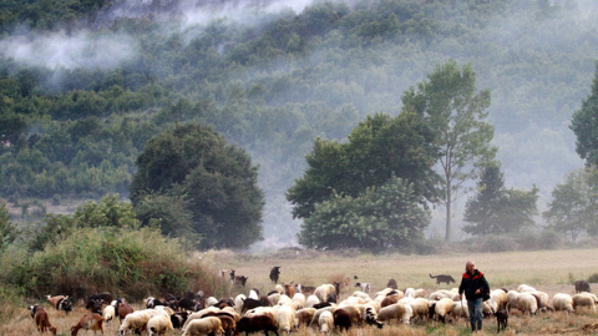 Video: Αντίστροφη μέτρηση για τη... μικρή Cayenne