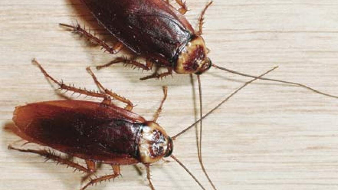 Οι κατσαρίδες δίνουν τη  λύση στην αντιμετώπιση ανθεκτικών βακτηριδίων