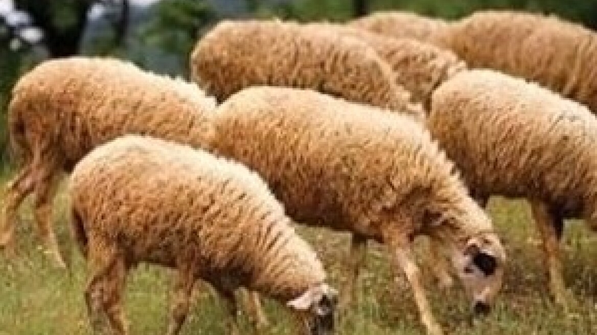 Τσιρίλο: «Δεν έχει σημασία η κατηγορία»