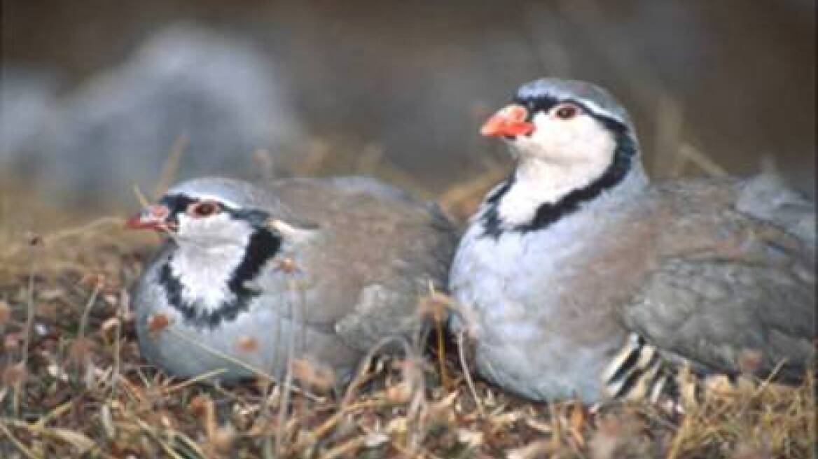 Ιράκ: Πολύνεκρες βομβιστικές επιθέσεις 