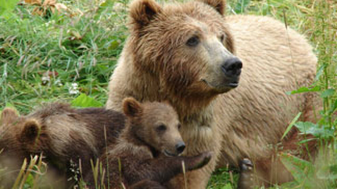 Ξεπερνά τα 300 άτομα ο πληθυσμός της καφέ αρκούδας 