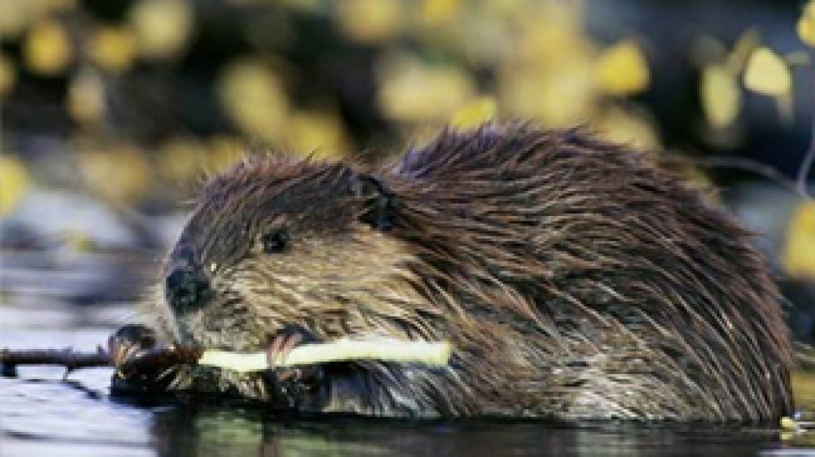 Το ΚΚΕ για τις εξελίξεις σε ΕΑΒ, ΕΑΣ και ΛΑΡΚΟ