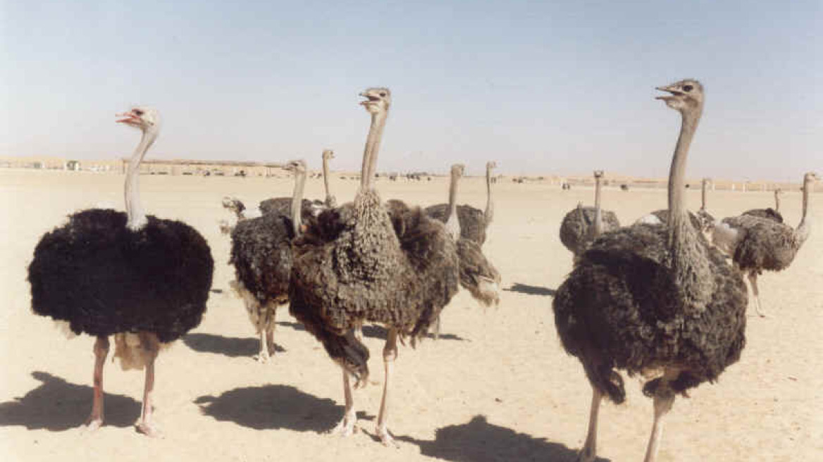 Το άρωμα της Rihanna… ξεπουλάει!