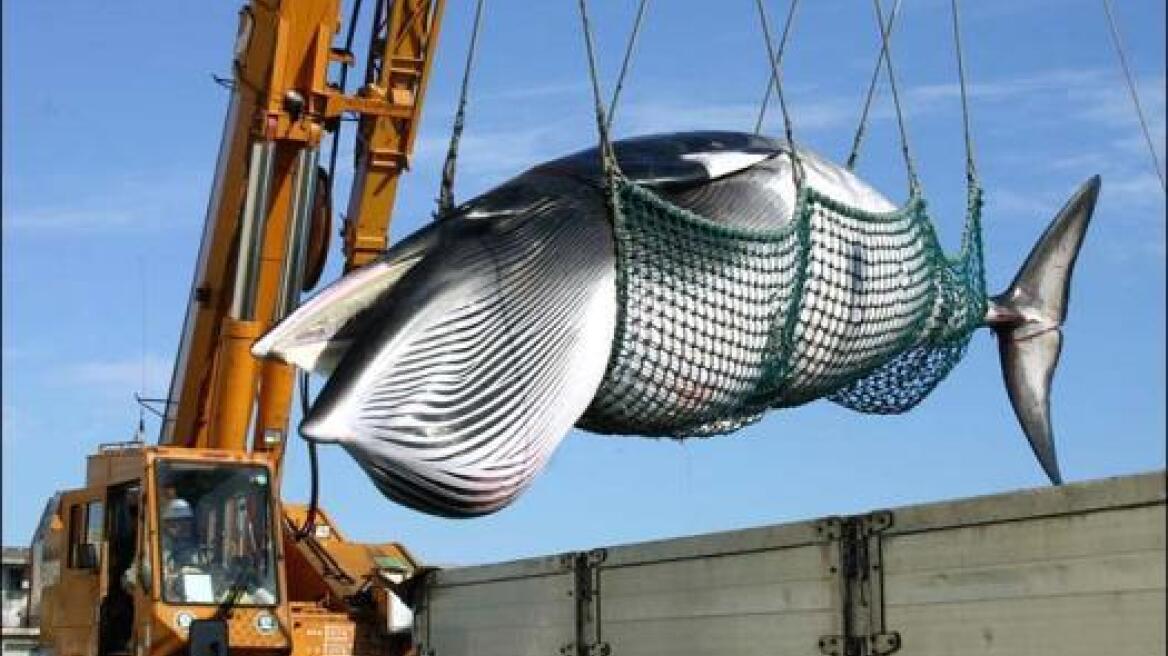 Amanda Seyfried: «Είδα πορνό στα έξι μου»