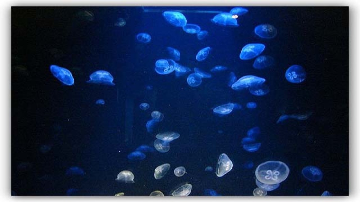 «Γλυκές Ρέγγες»