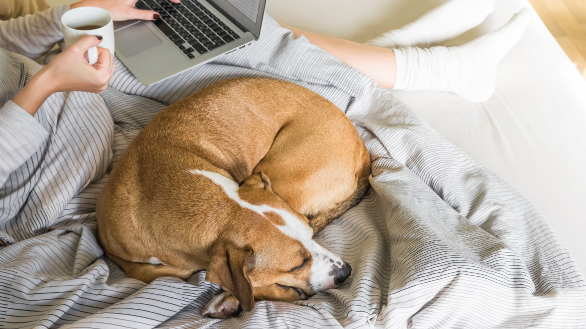 Οι λόγοι που ο σκύλος σας ξαπλώνει πάνω σας